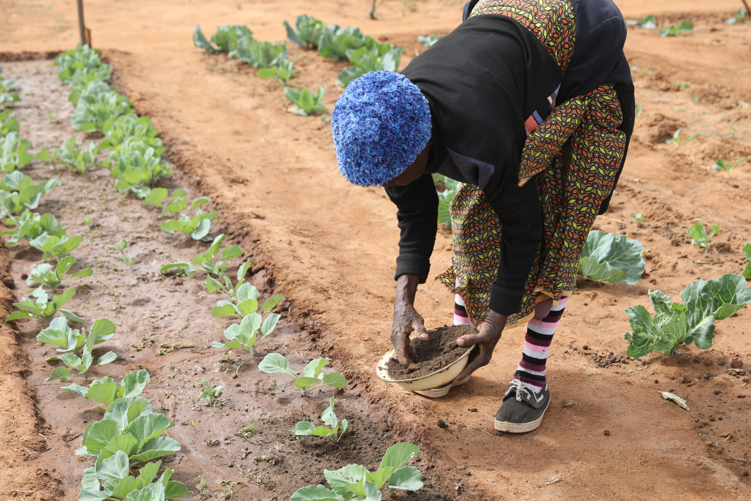 A photo of a woman bending down in a field to add some soil to plants. The ground is muddy but vegetable leaves are appearing from the ground.