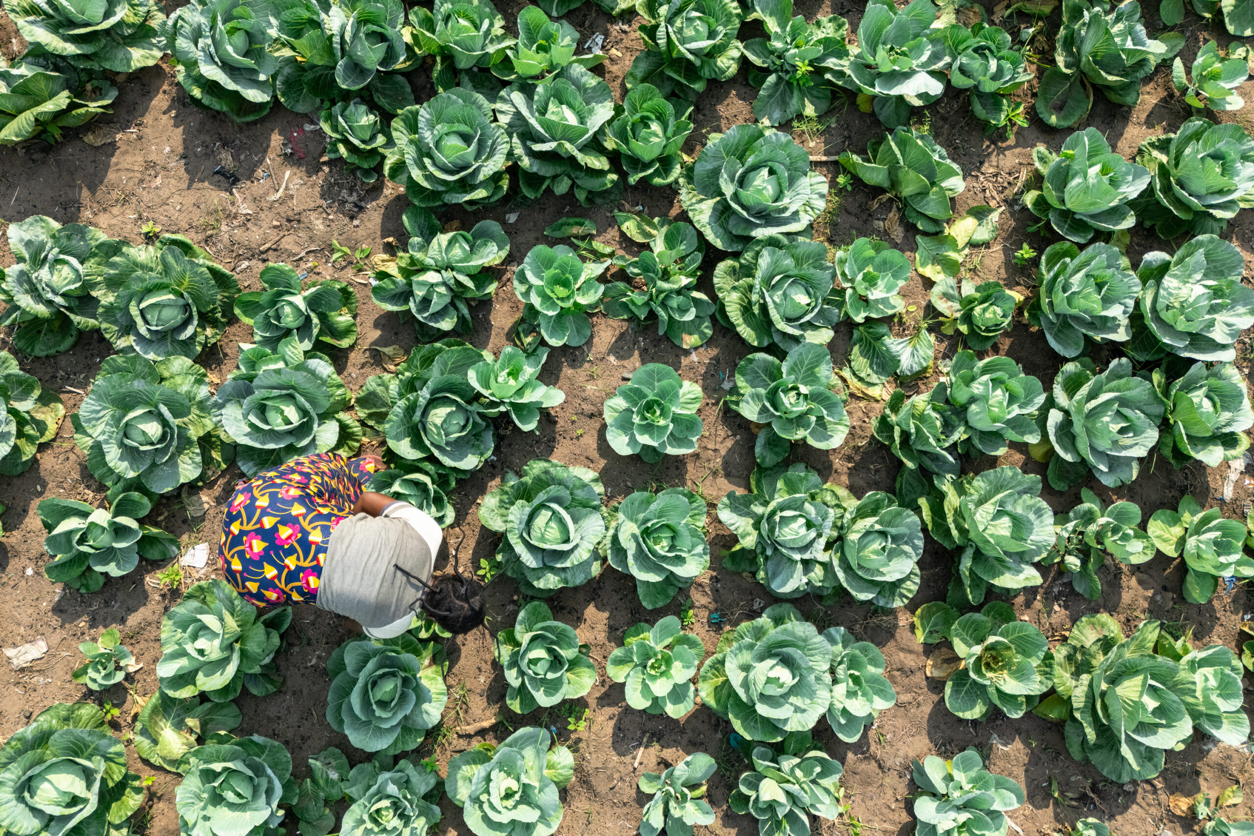 An aerial photo of a cabbage farm in DRC. In the bottom corner a woman leans over a plant to check on the cabbage. It looks sunny and the cabbage looks green and healthy.