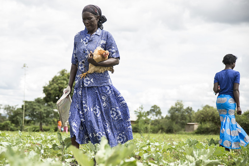 A woman wearing a blue patterned dress walks through a green agricultural field holding a chicken and some papers. Another woman in a blue and turquoise outfit walks away in the background. The sky is overcast, and trees are visible in the distance.