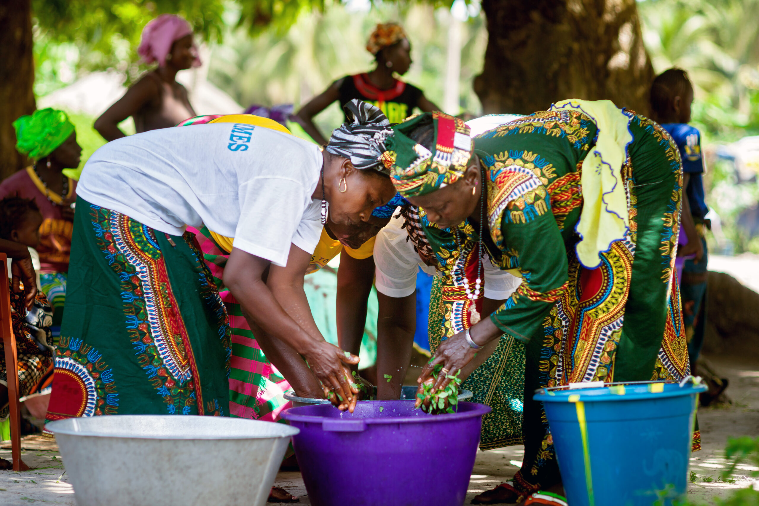 A photo of two women bending down to wash leaves for export sale. In the background there are more women and the sky looks sunny.