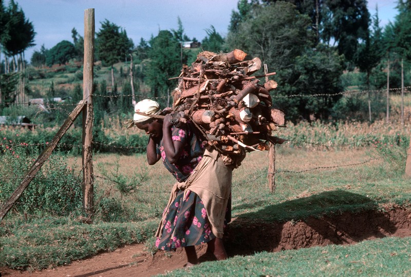 An African woman carrying a large pile of firewood on her back